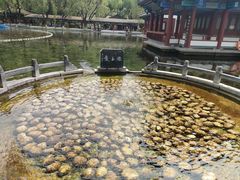 -百脉泉景区