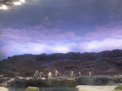 -新加坡飞禽公园