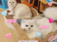 -瑞派康怡24h宠物医院·犬猫医疗中心·微创绝育(瑞景分院)