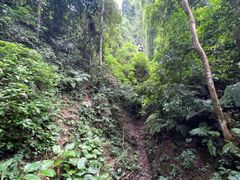 -西双版纳原始森林公园