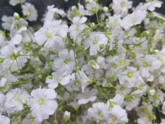 -溪岸路花鸟市场