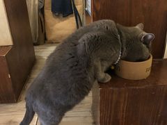 -海边的猫和咖啡馆