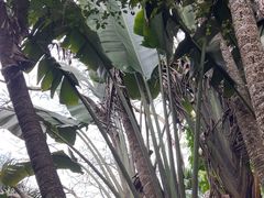 -海南热带野生动植物园