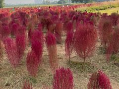 -汉长安城未央宫国家考古遗址公园