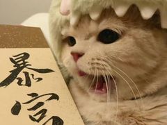 -皮特动物医院(24小时店)