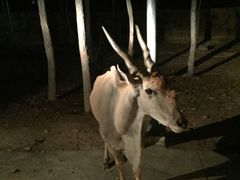 -清迈夜间动物园