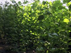 -万源龙顺度假庄园生态观光园