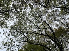 -上海共青森林公园