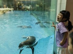 -帝企鹅自助餐厅•儿童岛•真企鹅(长隆企鹅酒店)