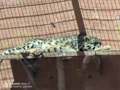 -青藏高原野生动物园
