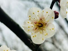 -香雪海