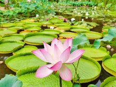 -曼听御花园