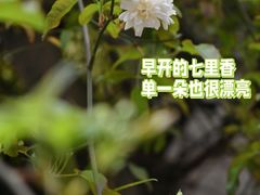 -四川大学(望江校区)