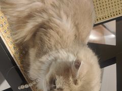 -琪喵猫屋·撸猫猫咖·猫舍