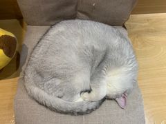 -滚猫咖啡·猫咖·猫友好撸猫(未来城店)