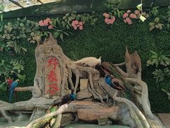 -野象谷景区