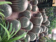 iphone_upload_pic-北戴河集发农业梦想王国