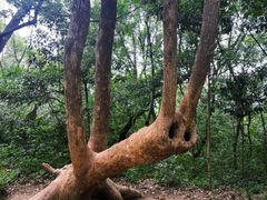 -上海佘山国家森林公园天马山园