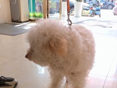 -仁华宠物医院(青羊店)