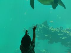 -海棠湾洲际-涛·海底餐厅·美人鱼·自助餐·海底隧道