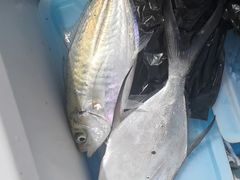 -深圳海钓·深圳钓鱼·拓展聚会鱼排
