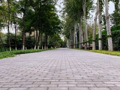 -大兴滨河森林公园