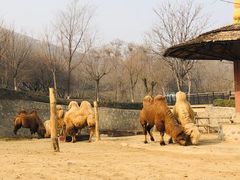 -石家庄市动物园