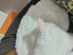 -平行世界·猫咖(首经贸店)