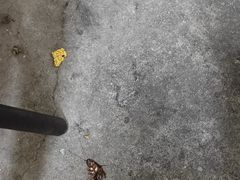 -黑皮酸菜鱼(绣花巷店)