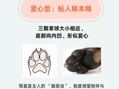 -翊宠yipet猫狗购宠庄园