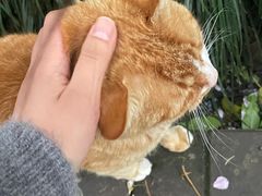-申普宠物医院(总院)