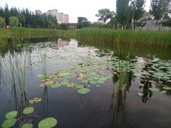 -武清南湖绿博园