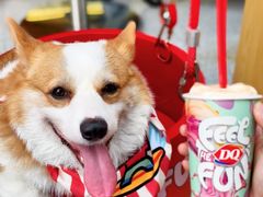 -DQ·蛋糕·冰淇淋(五角场万达店)