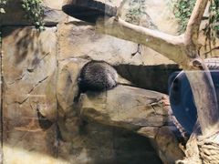 -MR.ZOO小小动物元室内动物园(沈阳沈河盛京中心)