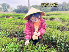 -美的鹭湖森林度假区