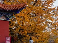 -遵化市禅林寺古银杏风景园