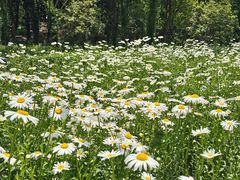 -昆山城市生态森林公园