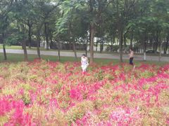 -松山湖梦幻百花洲