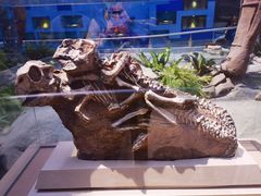 -陕西自然博物馆