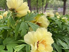 -石家庄市植物园