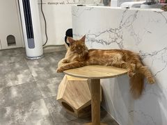 -楼上猫咖(罗湖店)