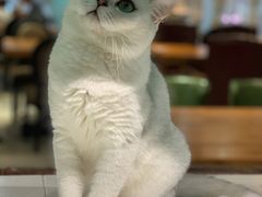 -猫小院猫主题餐厅(三里屯店)