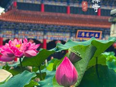 -皇罗禅寺
