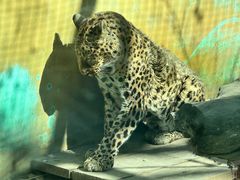 -青藏高原野生动物园