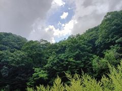-朱雀国家森林公园
