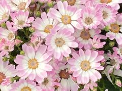 -龙大花卉苗木市场