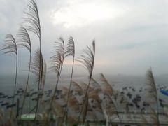 -枸杞岛