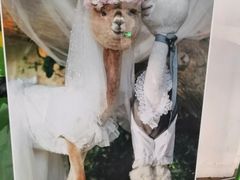 -藦茜花园宠物主题亲子互动体验馆(国顺东路店)