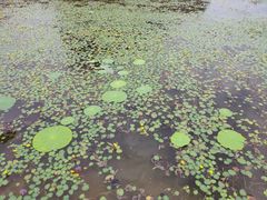 -东郊湿地公园