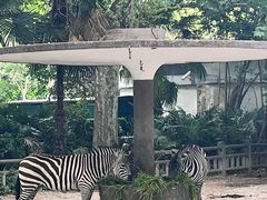 -上海野生动物园